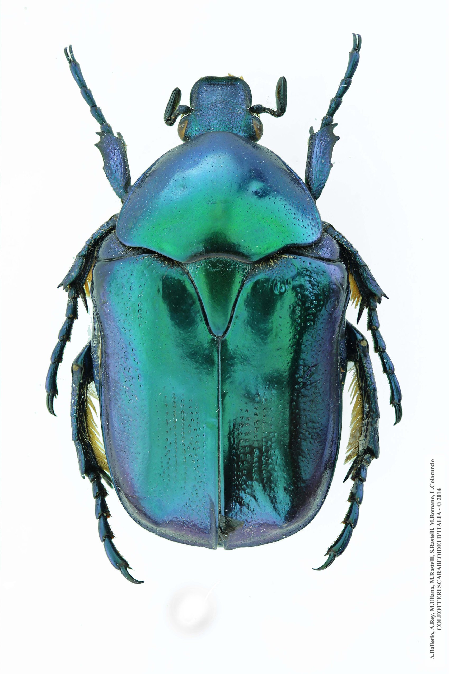 Protaetia  affinis thyrrenica